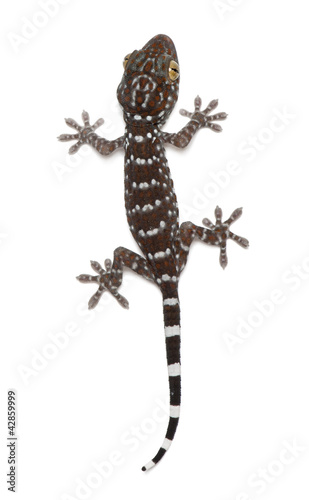 Tokay Gecko, Gekko gecko, against white background