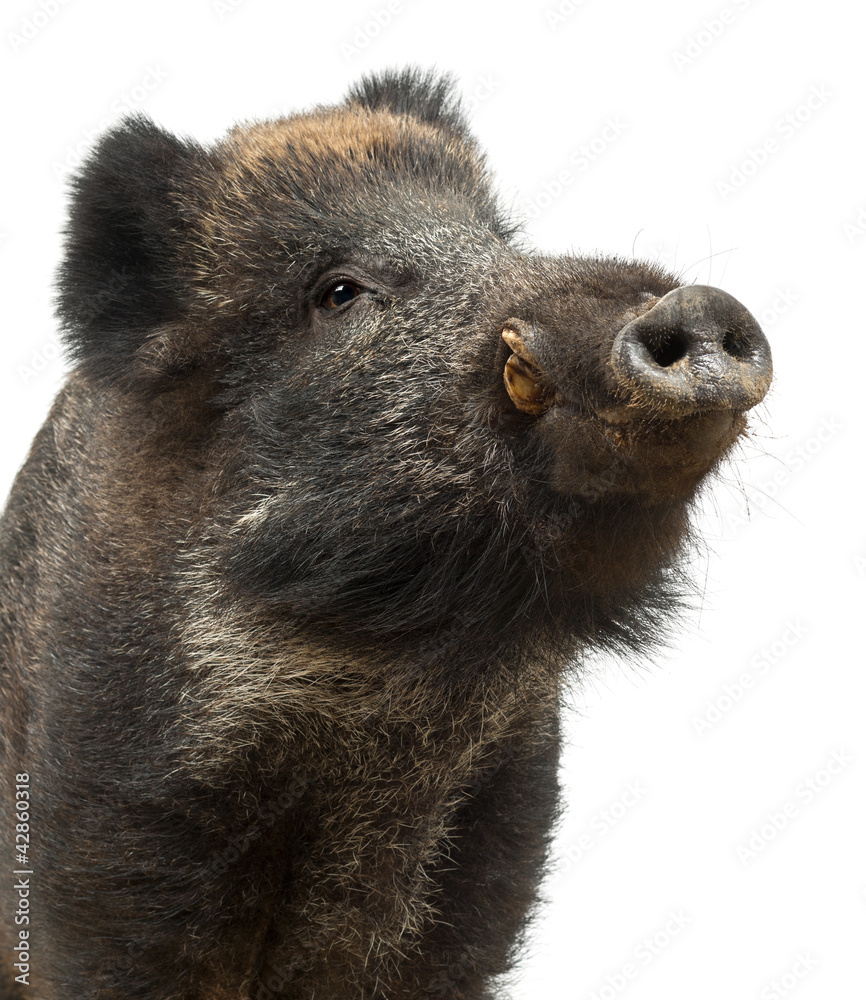 Fototapeta premium Wild boar, also wild pig, Sus scrofa, 15 years old