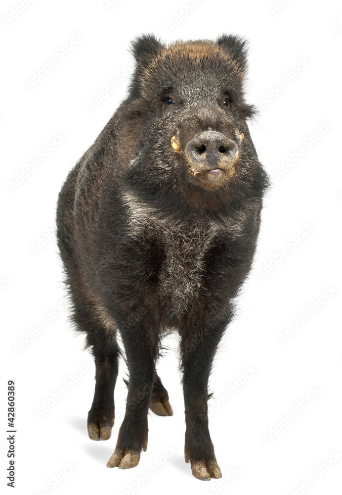 Fototapeta premium Wild boar, also wild pig, Sus scrofa, 15 years old