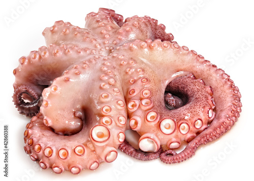 Pulpo sobre fondo blanco.