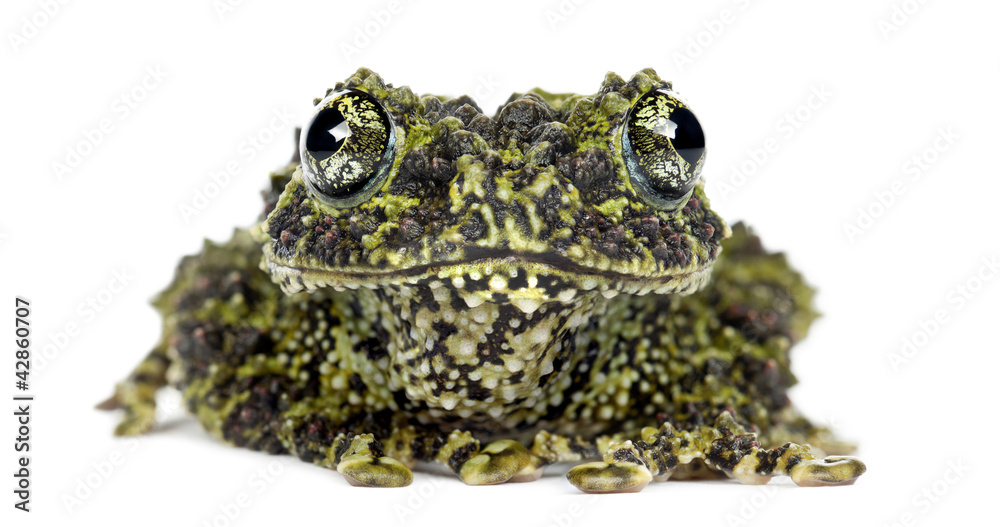Fototapeta premium Mossy Frog, Theloderma corticale