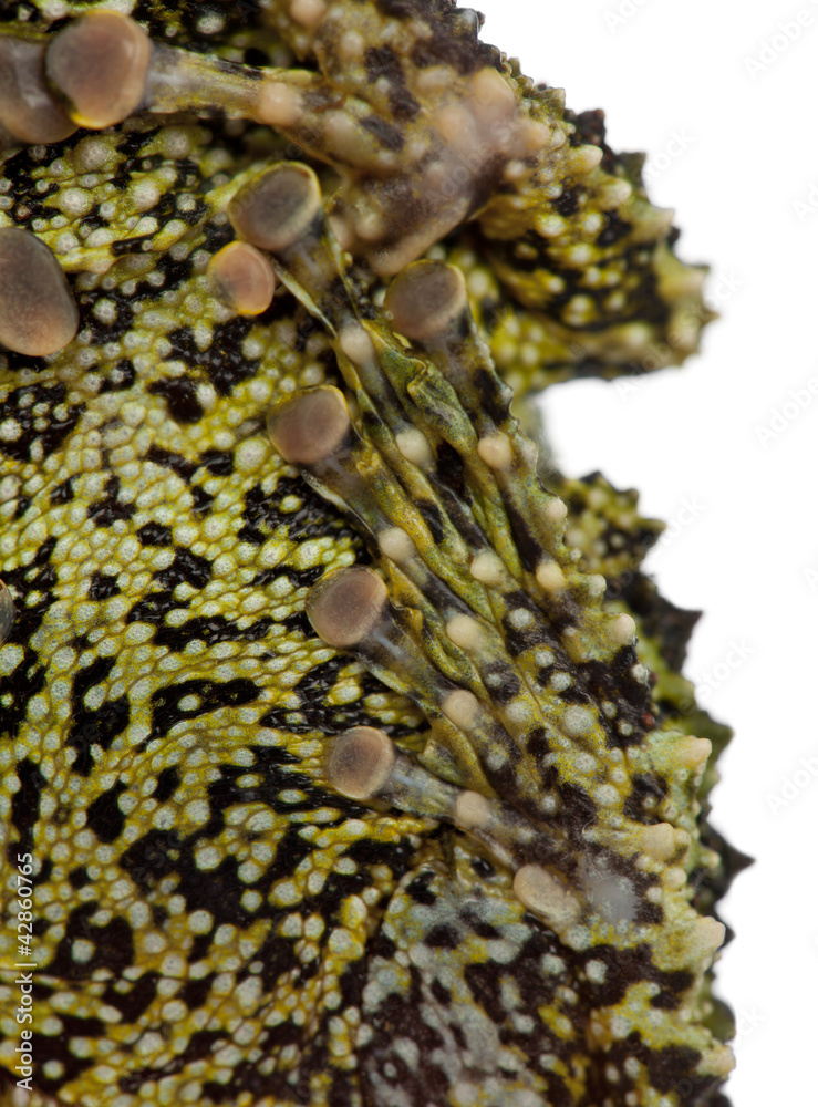 Fototapeta premium Mossy Frog, Theloderma corticale, also known as a Vietnamese Mos