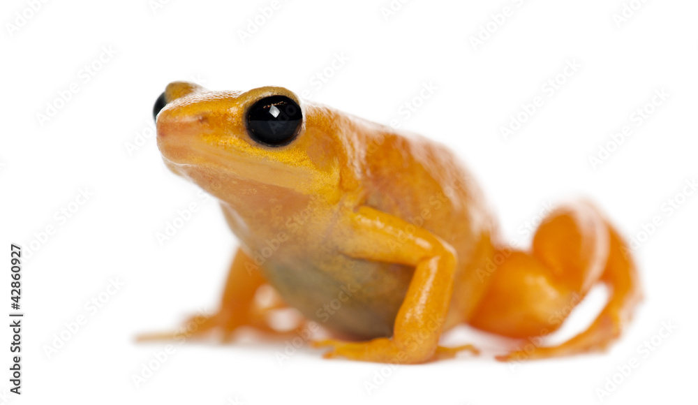 Obraz premium Golden Mantella, Mantella aurantiaca
