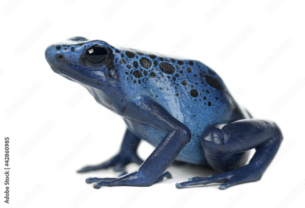 Fototapeta premium Blue and Black Poison Dart Frog, Dendrobates azureus