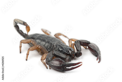 European Yellow-Tailed Scorpion, Euscorpius flavicaudis