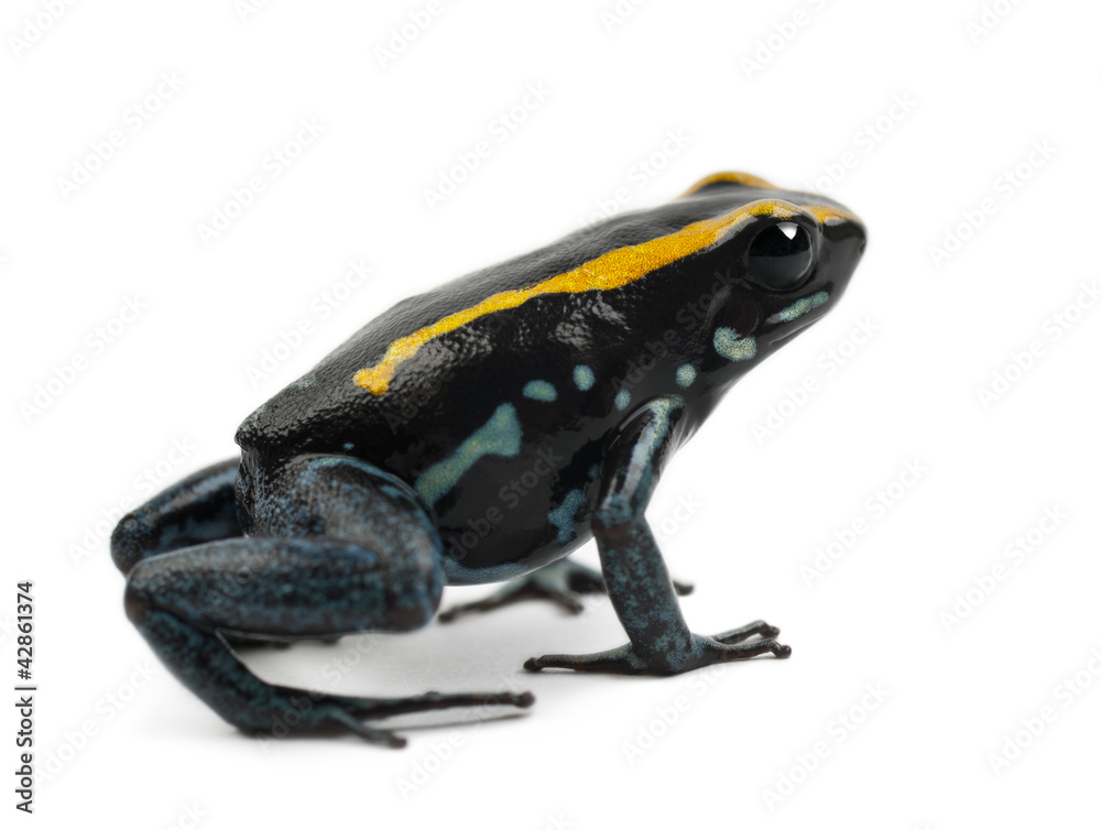 Obraz premium Golfodulcean Poison Frog, Phyllobates vittatus