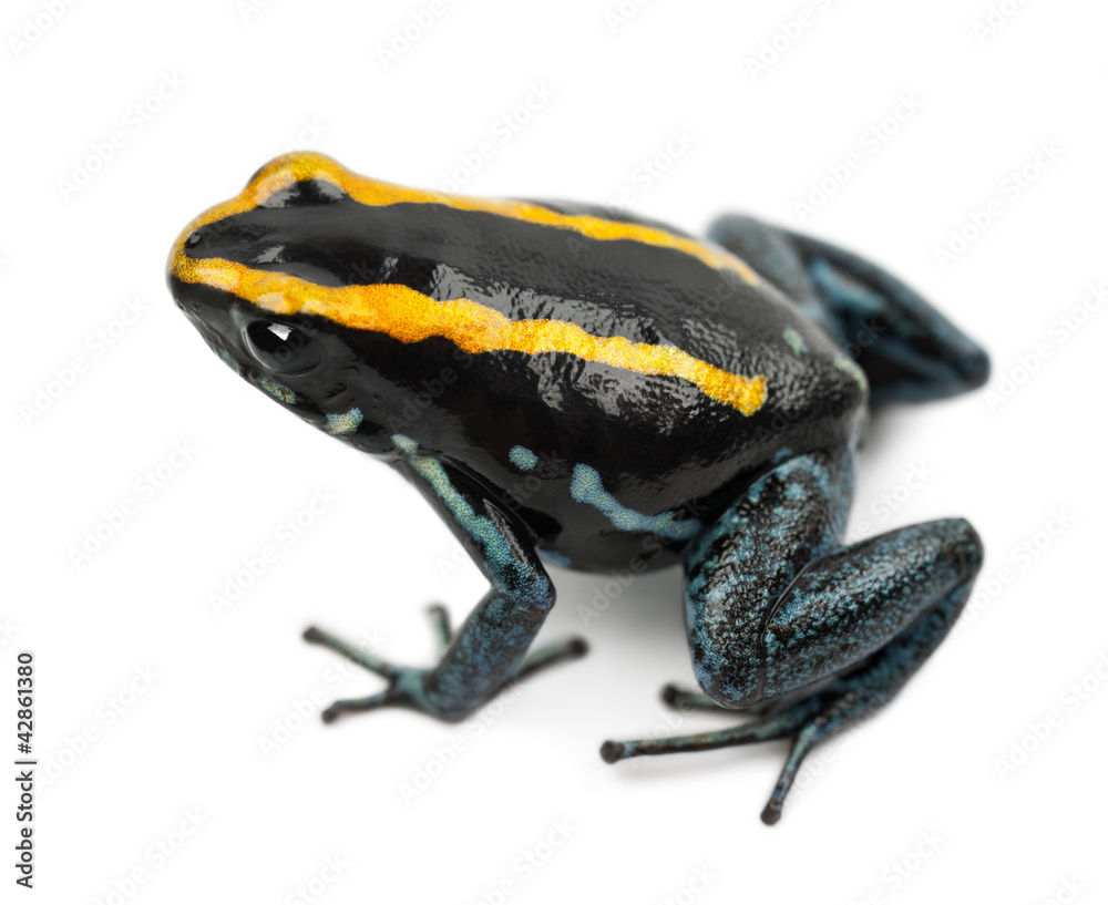 Obraz premium Golfodulcean Poison Frog, Phyllobates vittatus