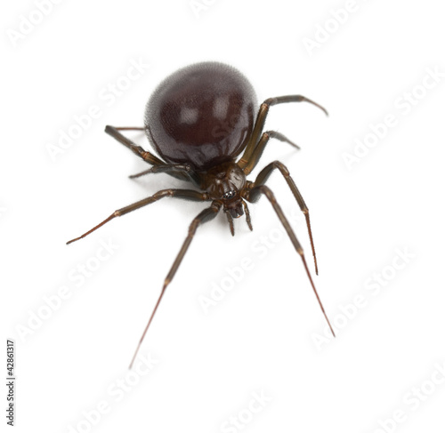 Common House Spider, Parasteatoda tepidariorum