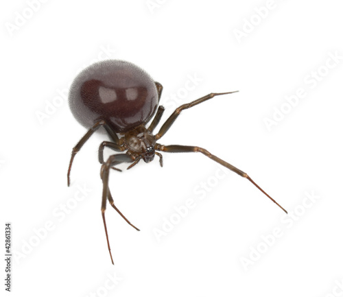 Common House Spider, Parasteatoda tepidariorum photo