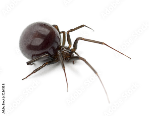 Common House Spider, Parasteatoda tepidariorum