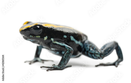 Golfodulcean Poison Frog, Phyllobates vittatus