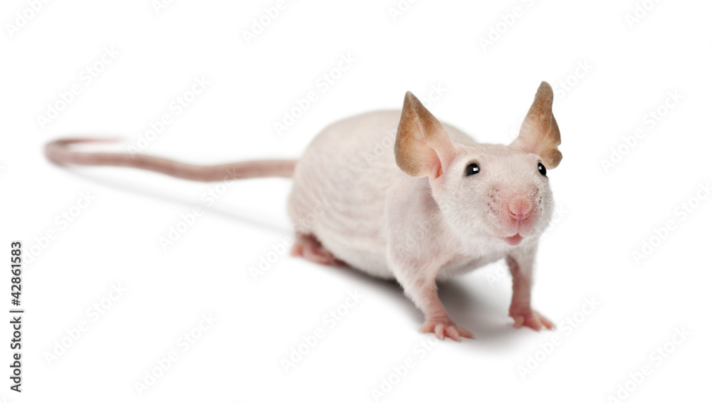 Hairless mouse, Mus musculus, portrait against white background Hairless mouse, Mus musculus, portrait against white background