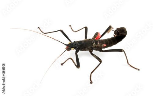 Golden-eyed Stick Insect, Peruphasma schultei