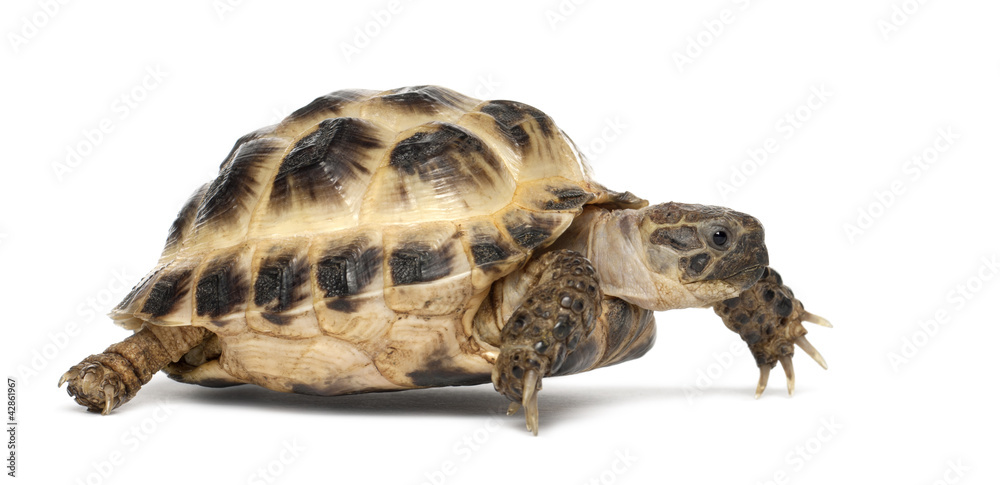 Fototapeta premium Young Russian tortoise, Horsfield's tortoise
