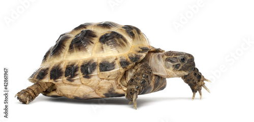 Young Russian tortoise, Horsfield's tortoise