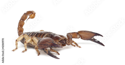 Shiny Burrowing Scorpion or Yellow legged Creeping Scorpion