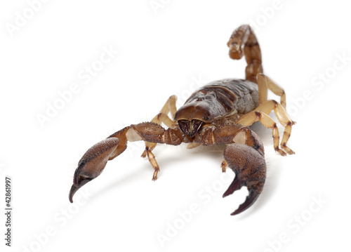 Shiny Burrowing Scorpion or Yellow legged Creeping Scorpion