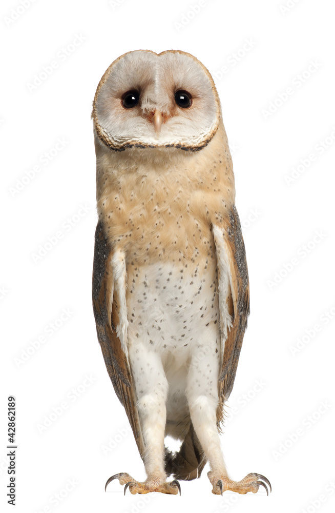 Obraz premium Barn Owl, Tyto alba, 4 months old