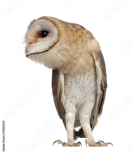 Barn Owl, Tyto alba, 4 months old