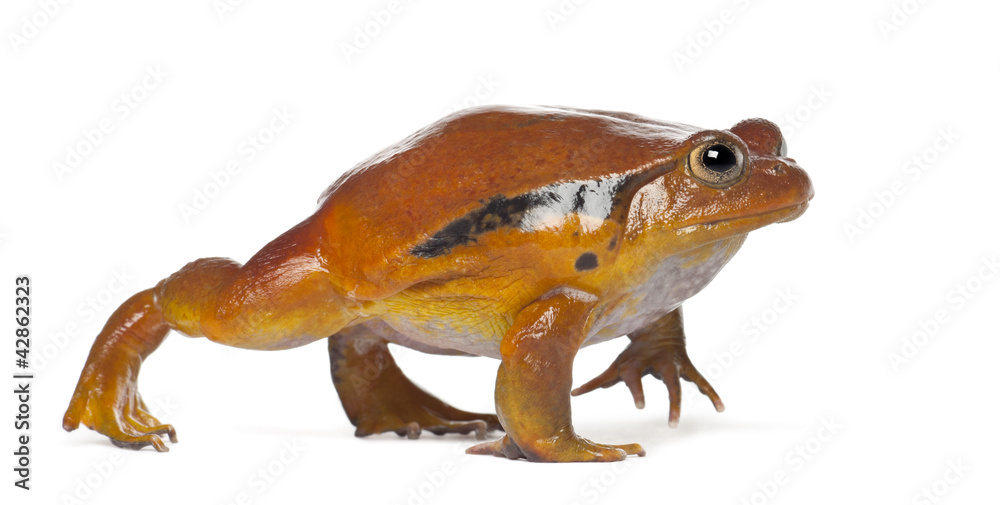 Naklejka premium False Tomato Frog, Dyscophus guineti