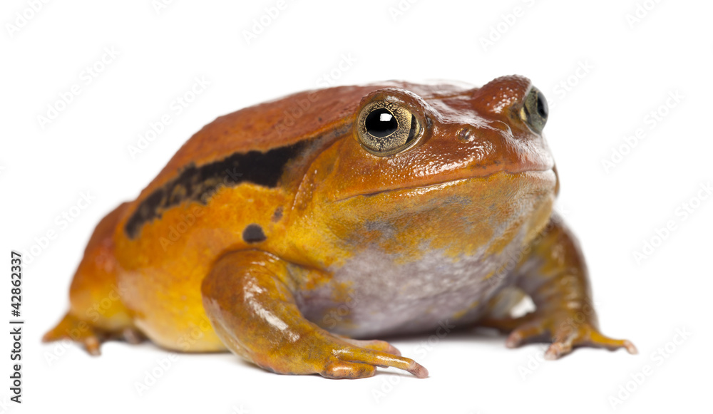 Obraz premium False Tomato Frog, Dyscophus guineti