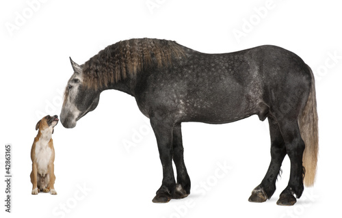 Percheron  5 years old  a breed of draft horse