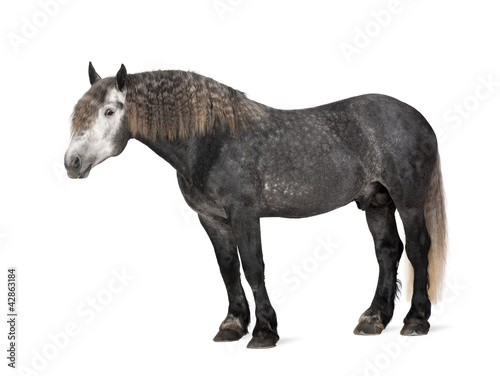 Percheron, 5 years old, a breed of draft horse photo