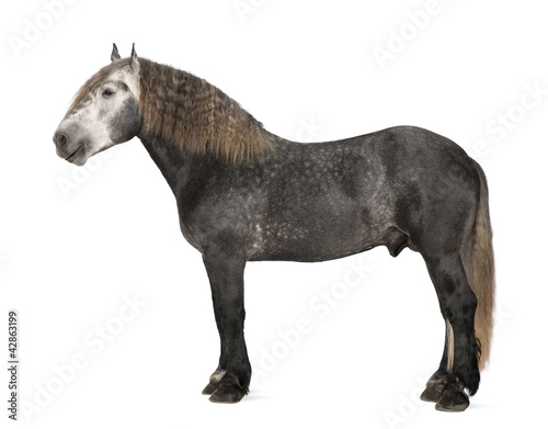 Fototapeta Naklejka Na Ścianę i Meble -  Percheron, 5 years old, a breed of draft horse