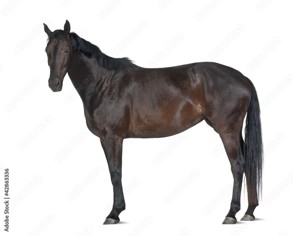 Fototapeta Belgijski koń gorącokrwisty, 5 lat