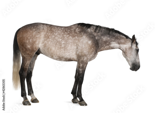 Belgian Warmblood horse  6 years old