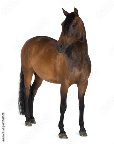 Fototapeta Naklejka Na Ścianę i Meble -  Mixed breed of Spanish and Arabian horse, 8 years old