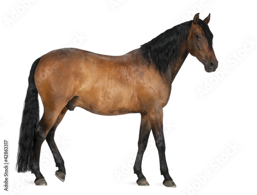 Mixed breed of Spanish and Arabian horse  8 years old