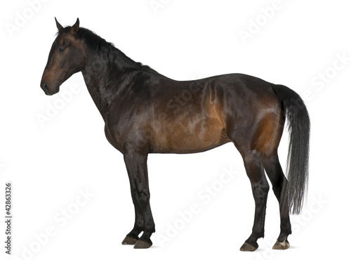 Luxemburger Warmblood, 5 years old, horse