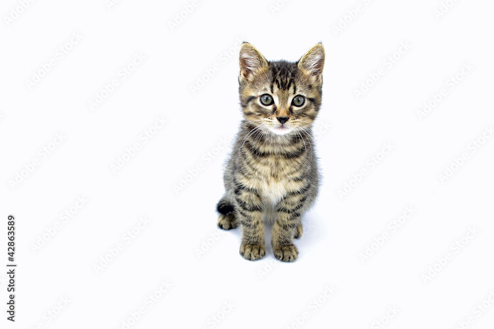 Fototapeta premium Tabby Kitten