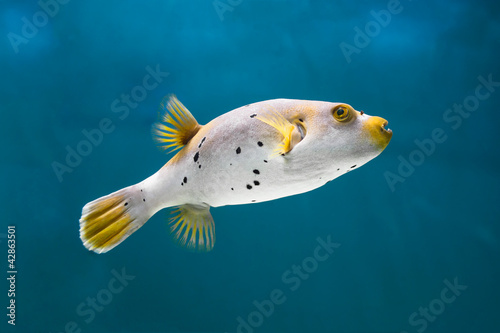 Exotic fish underwater