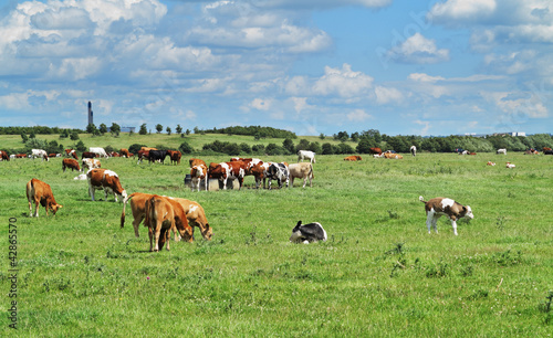 Fototapeta Naklejka Na Ścianę i Meble -  Grazing Cattle in an English Meadow