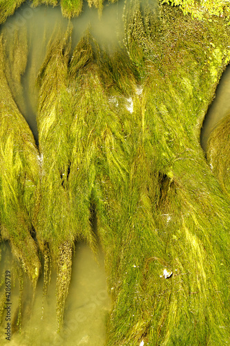aquatic vegetation abstraction