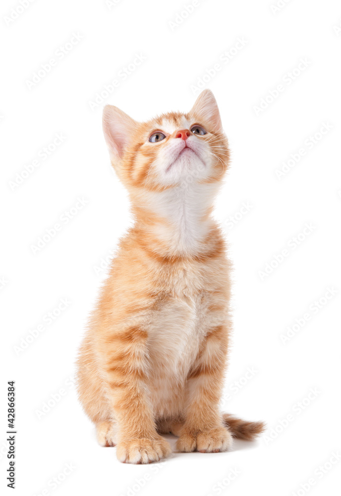 Cute orange kitten looking up on white