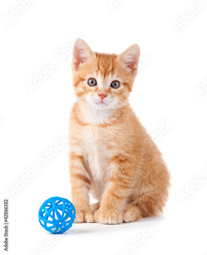 Cute orange kitten sitting next to a toy on white