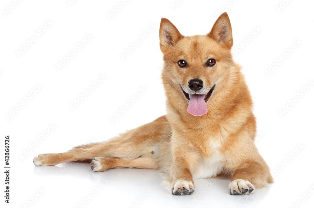 Finnish spitz