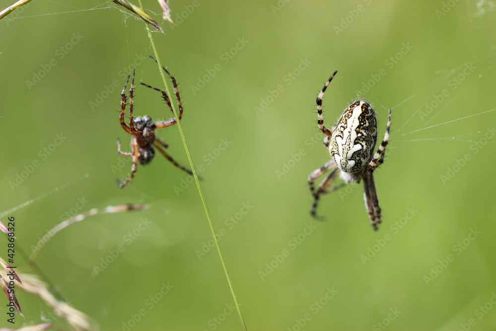 Eichblatt-Radspinne mit Männchen