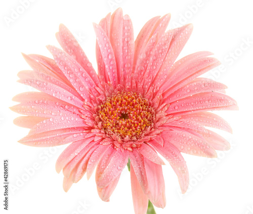 beautiful pink gerbera with drops isolated on white