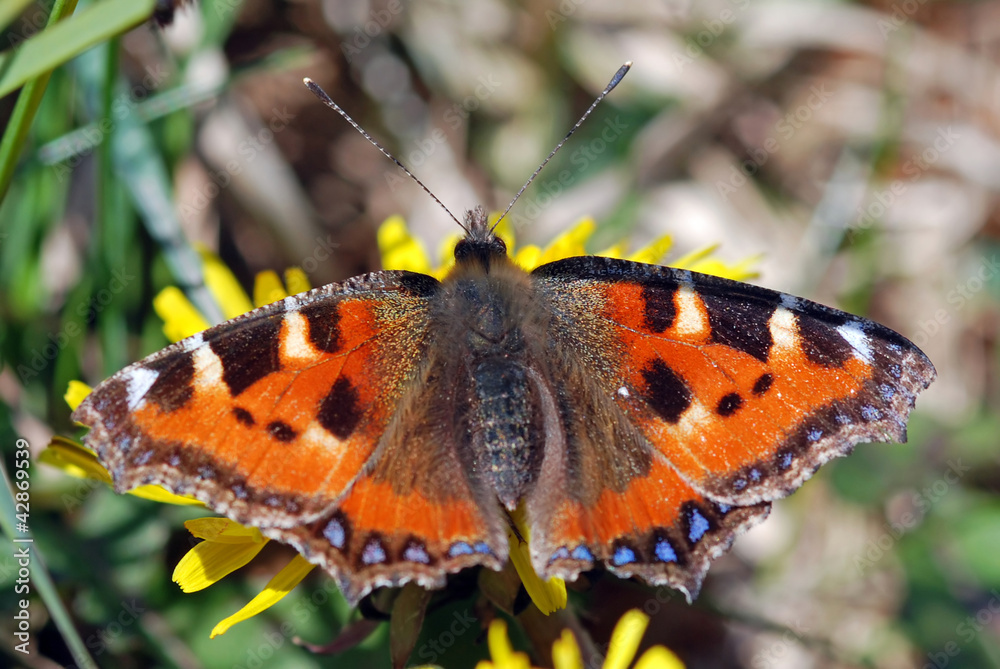Obraz premium Small Tortoiseshell Butterfly