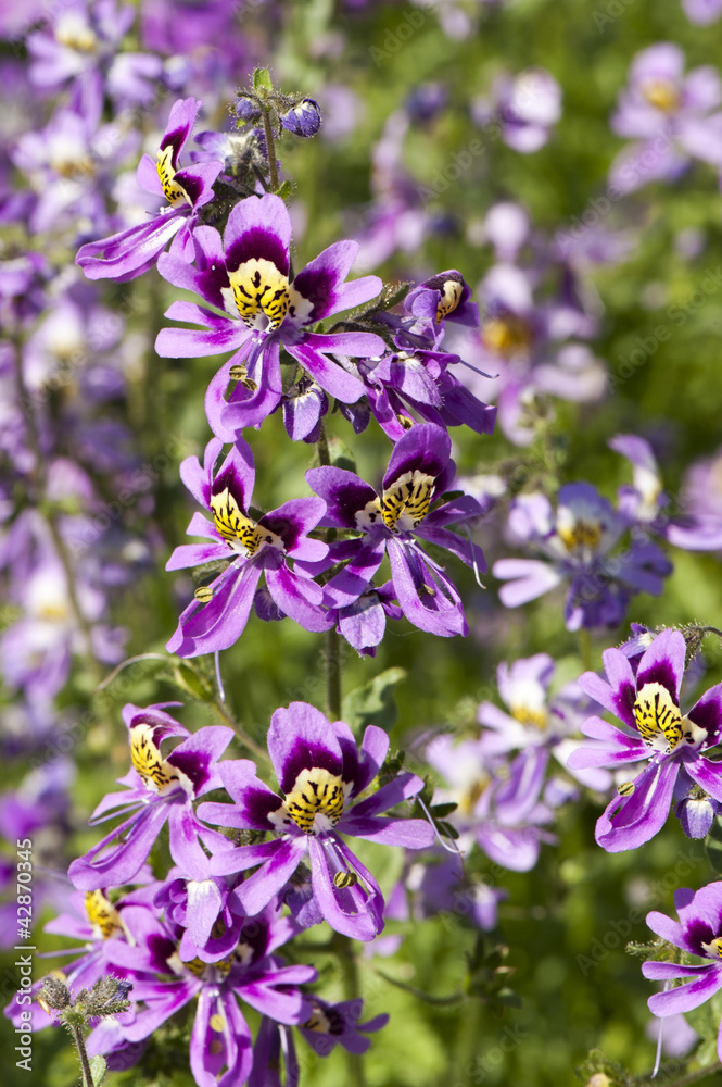 Purple summer flowers
