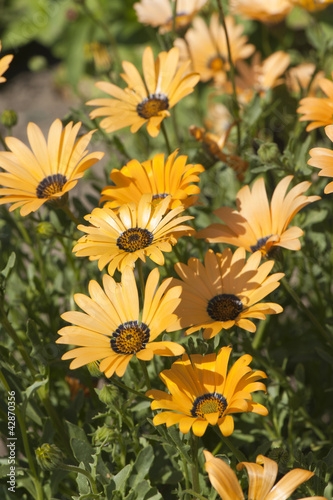 Fototapeta Naklejka Na Ścianę i Meble -  Yellow summer flowers