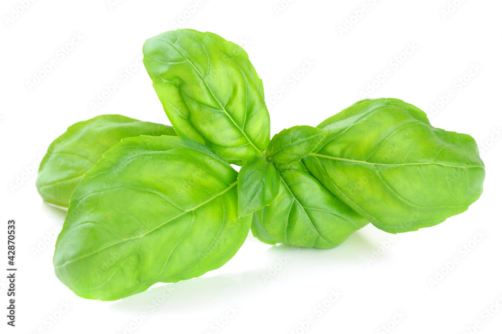 Fresh basil sprig isolated on white Fresh basil sprig isolated on white