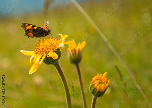 Butterfly on a flower in the sun