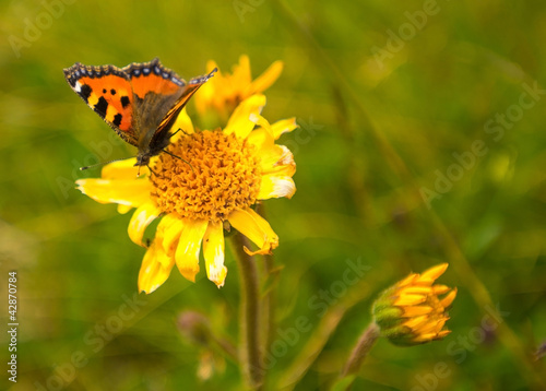 Butterfly on a flower in the sun © Naj