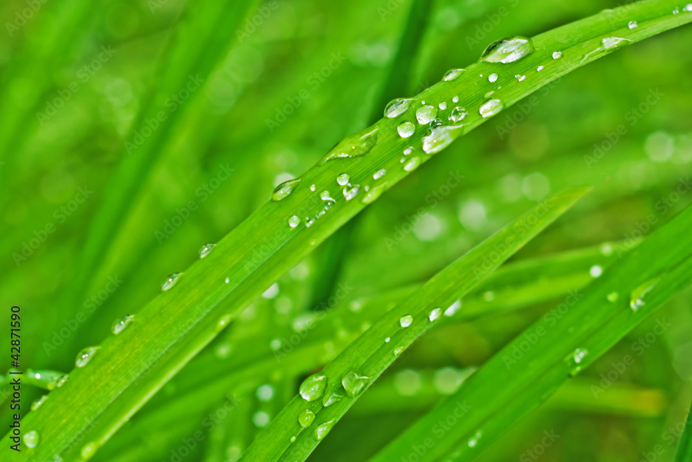 Naklejka premium rain drops on the leaves