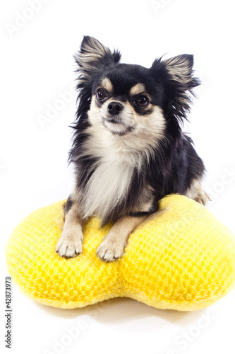 Chihuahua dog with yellow pillow